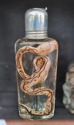 Slang op sterk water, taxidermie, Ophalen of Verzenden, Zo goed als nieuw, Reptiel of Amfibie