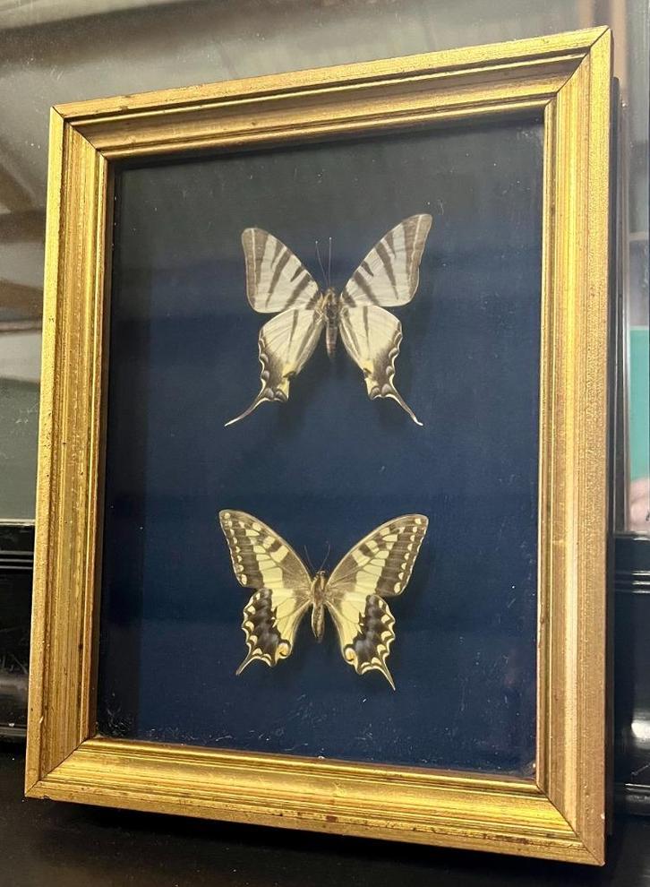 Vintage lijst met vlinders, Huis en Inrichting, Woonaccessoires | Lijsten, Gebruikt, Minder dan 50 cm, Minder dan 50 cm, Hout