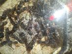 Harpegnathos venator 4 koninginnen mieren kolonie, Dieren en Toebehoren, Mieren
