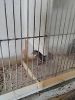 Chinese dwerg kwartels natuur broed, Dieren en Toebehoren, Vogels | Overige Vogels, Meerdere dieren, Tropenvogel