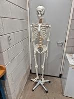 Anatomisch Skelet Model - Leerzaam en Decoratief, Verzenden, Zo goed als nieuw