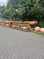 Kalebassen, Ophalen, Zomer, Volle zon