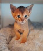 Abessijn kitten.