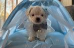 Nog 2 prachtige maltipo pups MINI, Dieren en Toebehoren, Honden | Chihuahua's en Gezelschapshonden, Poedel, 8 tot 15 weken, Parvo