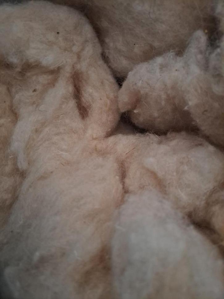 Zak Schapenwol - Goede Kwaliteit, Hobby en Vrije tijd, Stoffen en Lappen, Nieuw, Wol, 30 tot 120 cm, 30 tot 200 cm, Beige, Ophalen