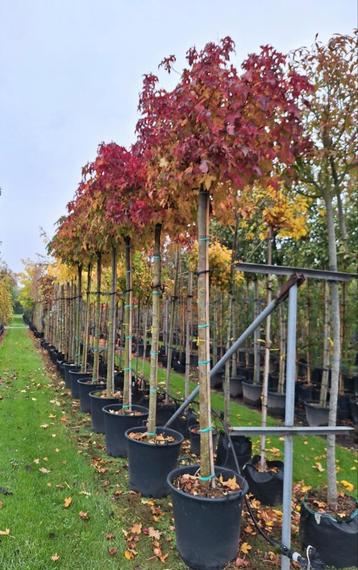 Liquidambar 'Gum Ball' 🍁🌳 beschikbaar voor biedingen