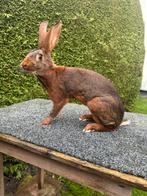 Belgische haas konijn, Dieren en Toebehoren, Konijnen, Meerdere dieren, Groot, 0 tot 2 jaar