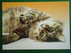 (1409) Dierenkaart: POES, Verzamelen, Ansichtkaarten | Dieren, Verzenden, Gelopen, Hond of Kat