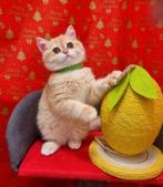 Brits/Britse korthaar meisje  en jongen met stamboom, Dieren en Toebehoren, Katten en Kittens | Raskatten | Korthaar, Poes, Gechipt