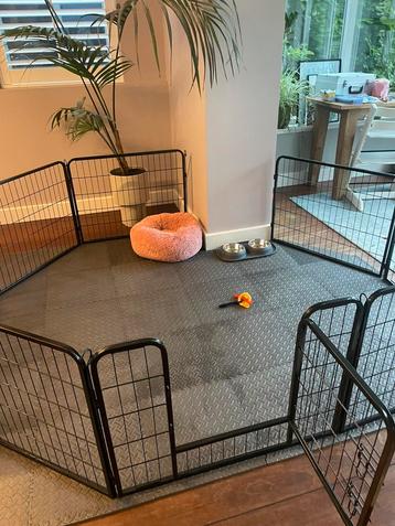 Honden / Puppy / dieren ren flexibel beschikbaar voor biedingen