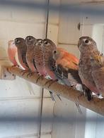 Mooie jonge Bourkes Bourks zijn geringd, Dieren en Toebehoren, Vogels | Parkieten en Papegaaien, Geslacht onbekend, Parkiet, Geringd