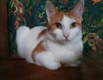 Kat Europse korthaar Trixie, Dieren en Toebehoren, Katten en Kittens | Overige Katten, Poes