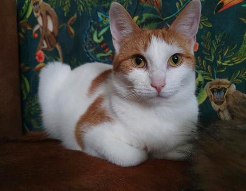 Kat Europse korthaar Trixie, Dieren en Toebehoren, Katten en Kittens | Overige Katten, Poes