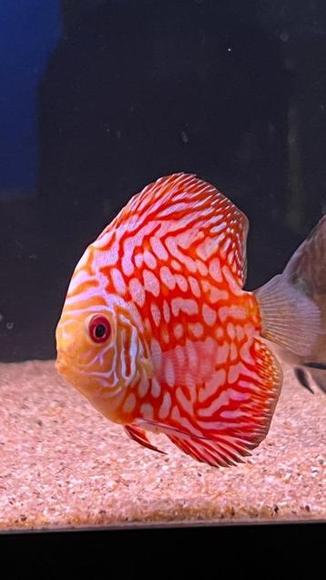 discusvis, betoverend mooie, kleurige aquariumvissen beschikbaar voor biedingen