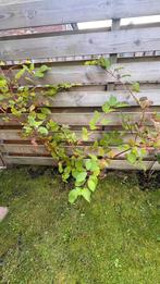 Kornoelje, Tuin en Terras, Overige soorten, Lente, 100 tot 250 cm, Ophalen