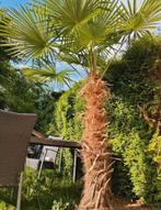 Palmboom stamhoogte +/- 1.43cm, Ophalen of Verzenden, Volle zon, Palmboom, 100 tot 250 cm