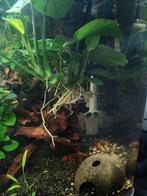 Aquarium met kast en alle toebehoren., Dieren en Toebehoren, Vissen | Aquariumvissen, Vis
