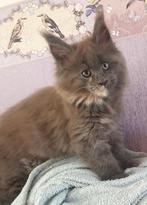 Maine coon kittens met stamboom, Dieren en Toebehoren, Katten en Kittens | Raskatten | Langhaar, Meerdere dieren, Gechipt
