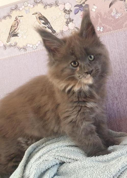 Maine coon kittens met stamboom, Dieren en Toebehoren, Katten en Kittens | Raskatten | Langhaar, Meerdere dieren, Met stamboom