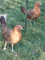 Friese hoen, Dieren en Toebehoren, Pluimvee, Meerdere dieren, Kip