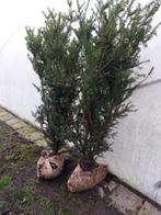 Taxus planten 140-150 cm, Vaste plant, Bloeit niet, Halfschaduw, Ophalen