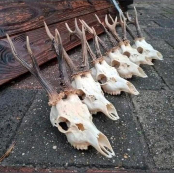 20 Volle- volledige Ree bok schedels gewei geweien hert kop, Verzamelen, Dierenverzamelingen, Zo goed als nieuw, Schedel, Hert