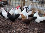 Prachtige Hollandse krielkippen, diverse kleurslagen!, Meerdere dieren, Kip