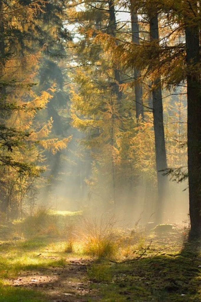 GEZOCHT stalling/weidegang grote E pony, Dieren en Toebehoren, Stalling en Weidegang, Weidegang, 1 paard of pony