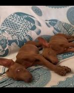 Podenco, Dieren en Toebehoren, Particulier, 8 tot 15 weken, Parvo, Reu