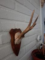 Taxidermie,Taxidermy  "ree gewei 4 ender" op schild, Verzamelen, Dierenverzamelingen, Ophalen of Verzenden, Gebruikt, Hert, Gewei of Kop