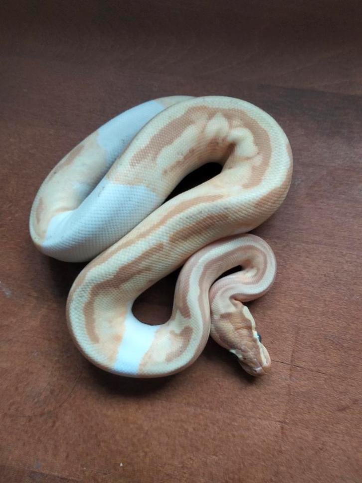 0.1 Python Regius, Ball Python