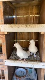 Takla duiven, Dieren en Toebehoren, Vogels | Duiven, Meerdere dieren