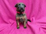 X mechelse herder pups teefjes, Dieren en Toebehoren, 8 tot 15 weken, Meerdere, Meerdere dieren, Herder