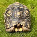Stigmochelys pardalis ~ Leopard Tortoise ~ Panterschildpad, Dieren en Toebehoren, Schildpad, 7 tot 10 jaar