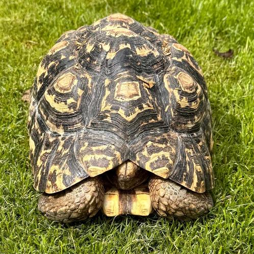 Stigmochelys pardalis ~ Leopard Tortoise ~ Panterschildpad, Dieren en Toebehoren, Reptielen en Amfibieën, Schildpad, 7 tot 10 jaar