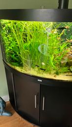Vallisneria lang, Dieren en Toebehoren, Vissen | Aquaria en Toebehoren, Ophalen of Verzenden, Plant(en), Steen of Hout