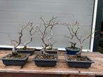 7 x Mooie Japanse Esdoorn Bonsai, Tuin en Terras, Planten | Bomen, Bloeit niet, Minder dan 100 cm, Volle zon, In pot