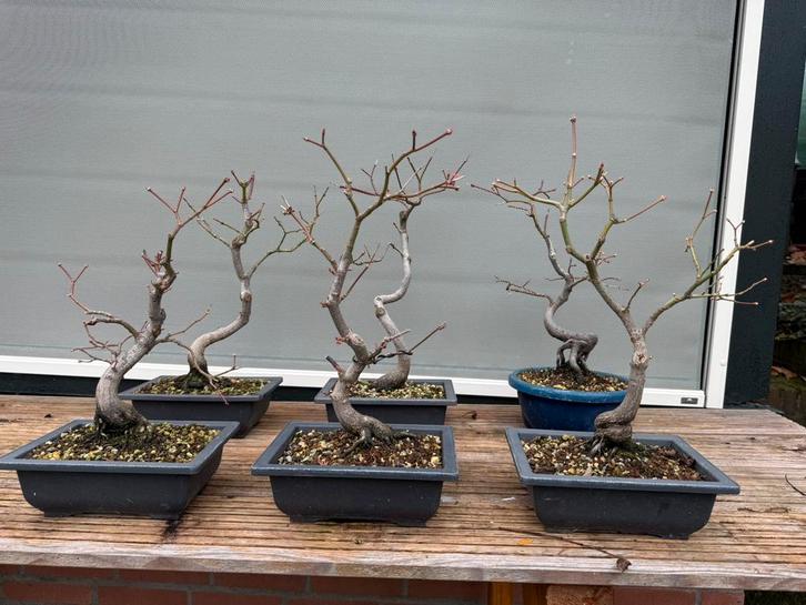 7 x Mooie Japanse Esdoorn Bonsai, Tuin en Terras, Planten | Bomen, Overige soorten, Minder dan 100 cm, Volle zon, Bloeit niet