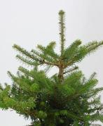 Goedkope coniferen, dennen, sparren, conifeer, den, spar, Ophalen of Verzenden, Conifeer, Struik, 100 tot 250 cm