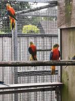Turquoisine., Dieren en Toebehoren, Vogels | Parkieten en Papegaaien, Meerdere dieren, Parkiet, Geringd