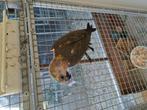 Roodbuik papagaai man, Dieren en Toebehoren, Mannelijk, Geringd