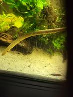 1x wimpelaal 15 cm roofvis te koop aangeboden, Vis, Zoetwatervis