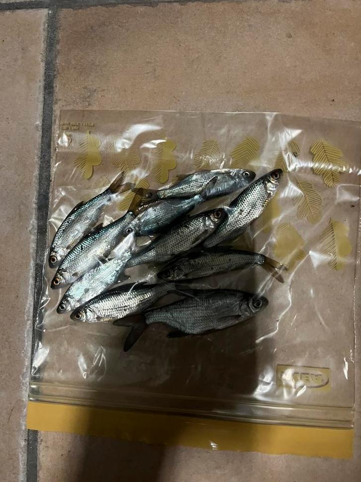 Voorn kolblei doodaas voor dropshot, Watersport en Boten, Hengelsport | Algemeen, Zo goed als nieuw, Ophalen of Verzenden