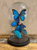 Stolp met drie opgezette Morpho Didius vlinders, Verzamelen, Dierenverzamelingen, Nieuw, Opgezet dier, Ophalen, Insect
