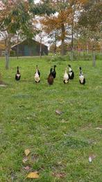 Leuke loop eendjes, Dieren en Toebehoren, Meerdere dieren, Eend