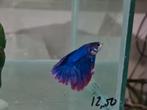 Betta splendens super delta kempvis man, Vis, Zoetwatervis
