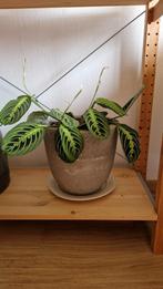 Calathea met pot, Ophalen, Overige soorten, Minder dan 100 cm