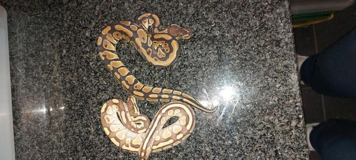 1.1 tripple axa vpi clown genetic stripe, Dieren en Toebehoren, Reptielen en Amfibieën, Slang, 0 tot 2 jaar