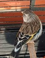 bastaard putter, Dieren en Toebehoren, Vogels | Kanaries, Vrouwelijk, Bastaard