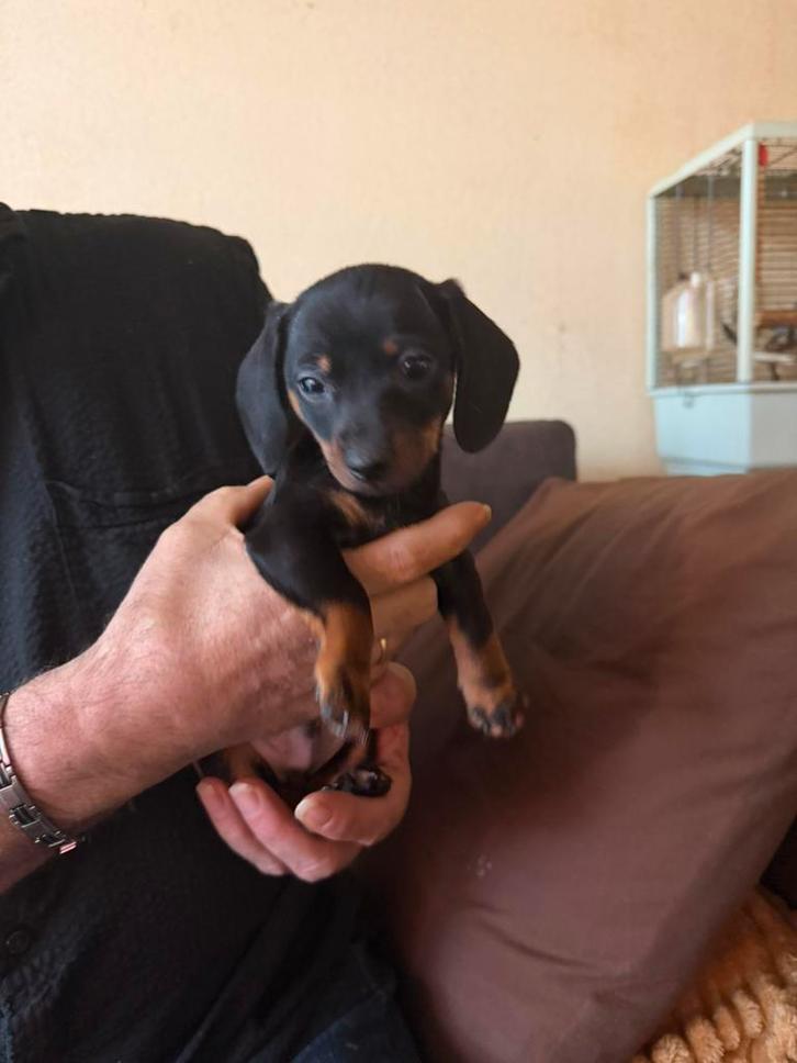 Te koop 3 super mooi kanichen teckel pups reutjes, Dieren en Toebehoren, Honden | Dekreuen, Reu, Fokker | Hobbymatig, Meerdere